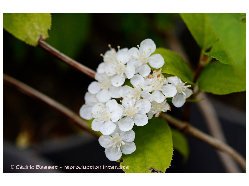 DEUTZIA GLABRATA RU5143