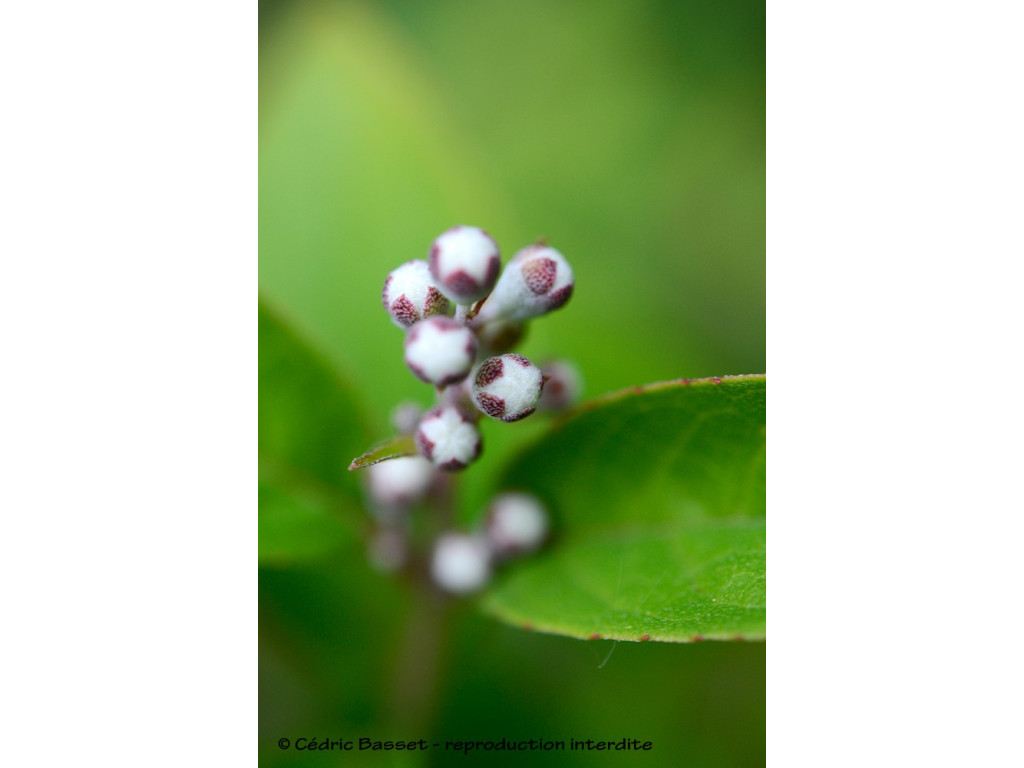 DEUTZIA CMBTW1756 DEUTZIA CMBTW1756