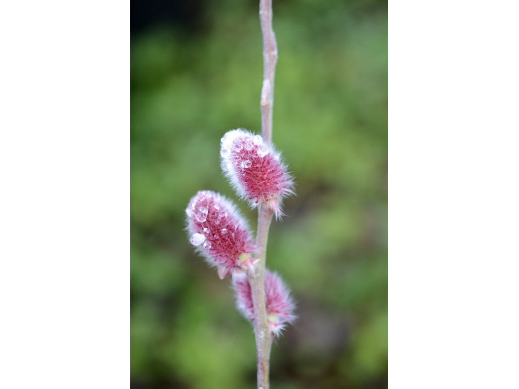 SALIX GRACILISTYLA 'NESU NEKO' (Mt.ASO)