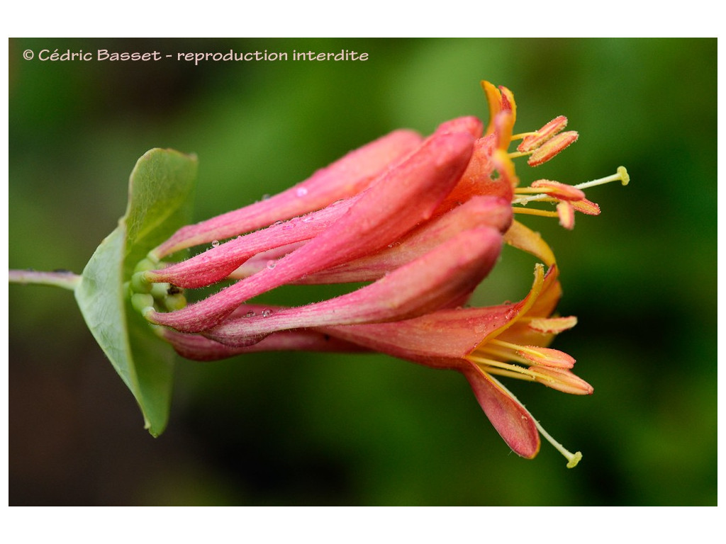 LONICERA SEMPERVIRENS