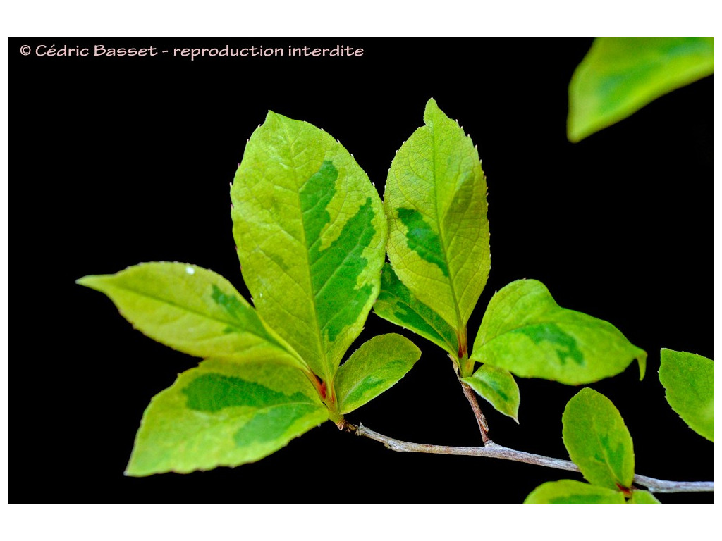 STEWARTIA PSEUDOCAMELLIA 'SHICHIHENGE'