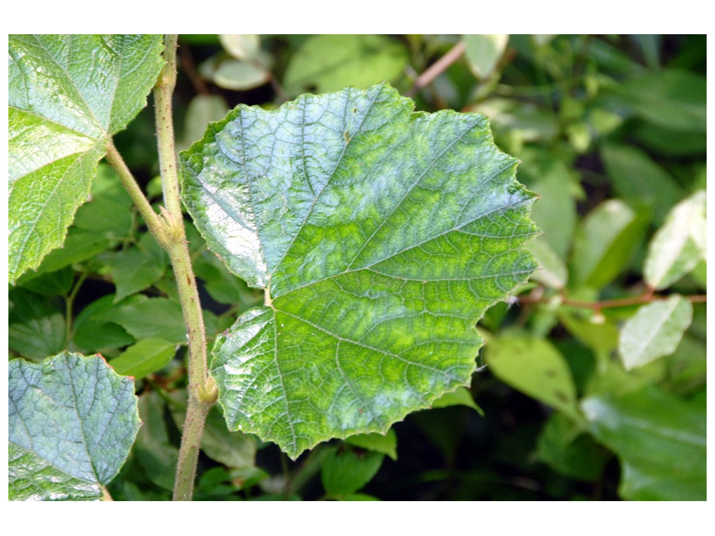 RUBUS SIEBOLDII CBJP911