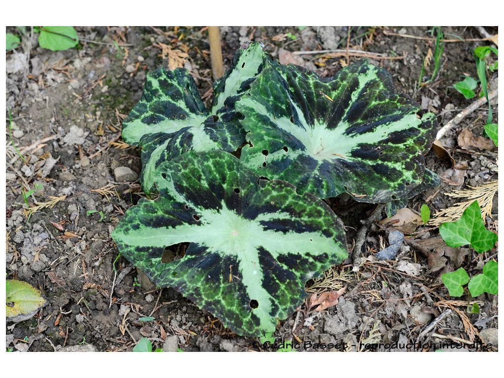 PODOPHYLLUM DIFFORME 'HUNAN'