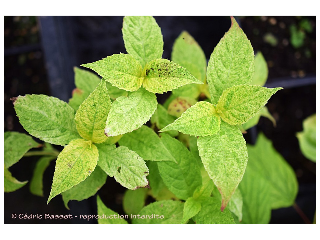 HYDRANGEA SERRATA 'IYO NISHIKI'