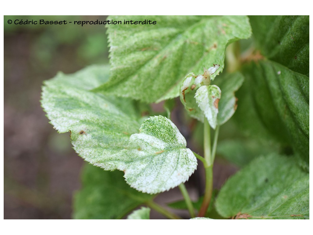 copy of HYDRANGEA PETIOLARIS var.MINOR BSWJ5991