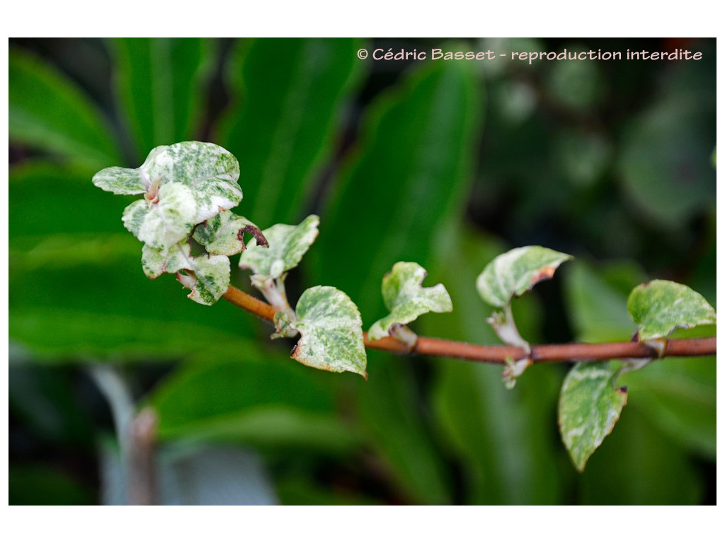 HYDRANGEA PETIOLARIS 'KUGAS VARIEGATED'