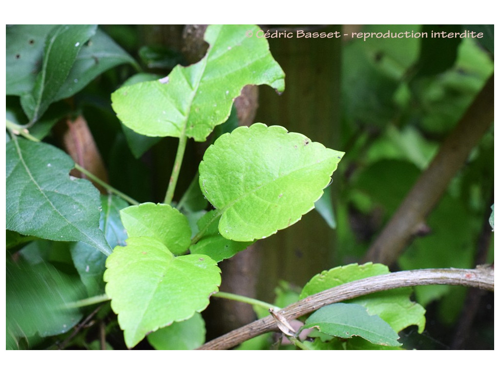 HYDRANGEA PETIOLARIS 'SUTTERS MILE'