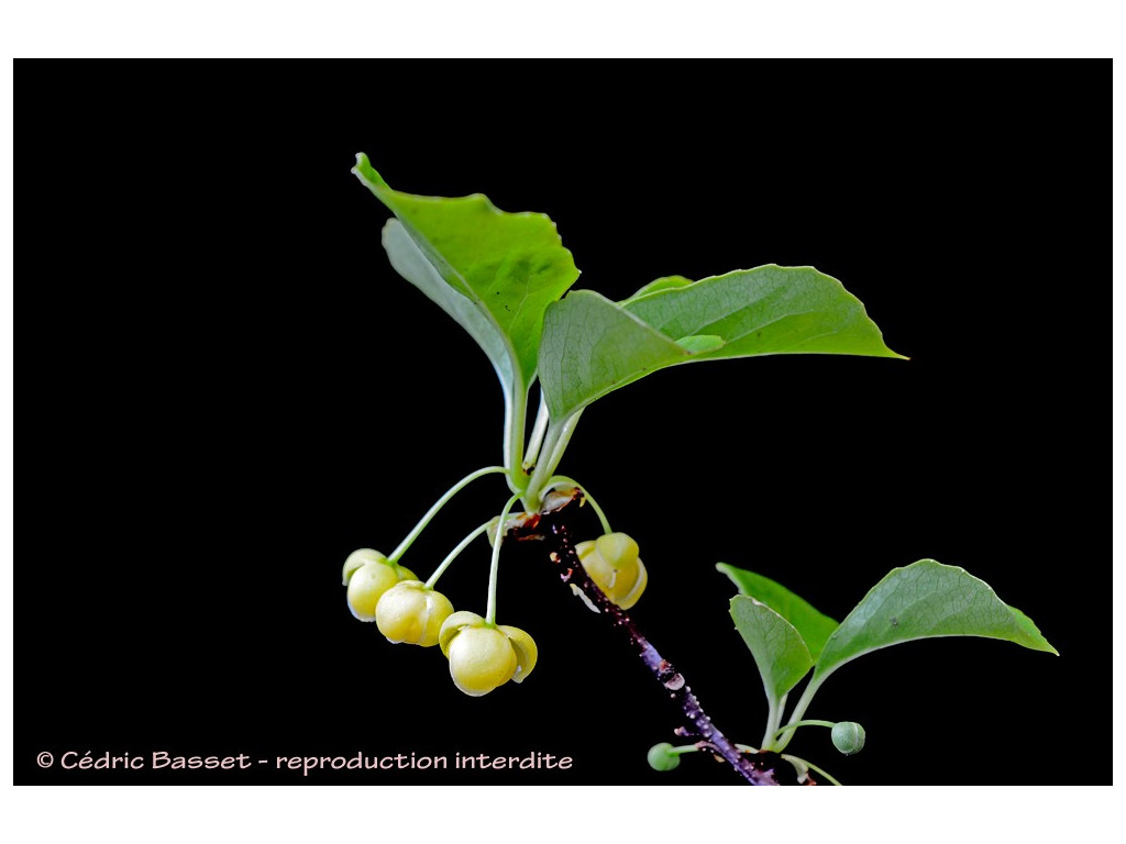 SCHISANDRA HENRYI subsp.YUNNANENSIS