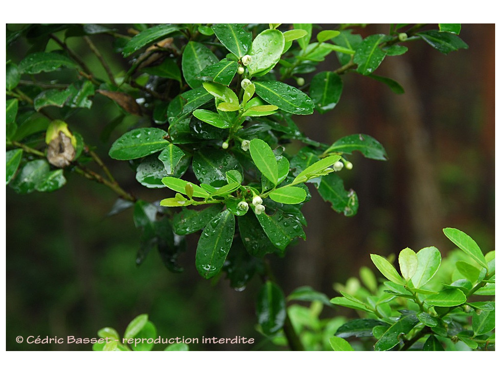 ILEX CRENATA