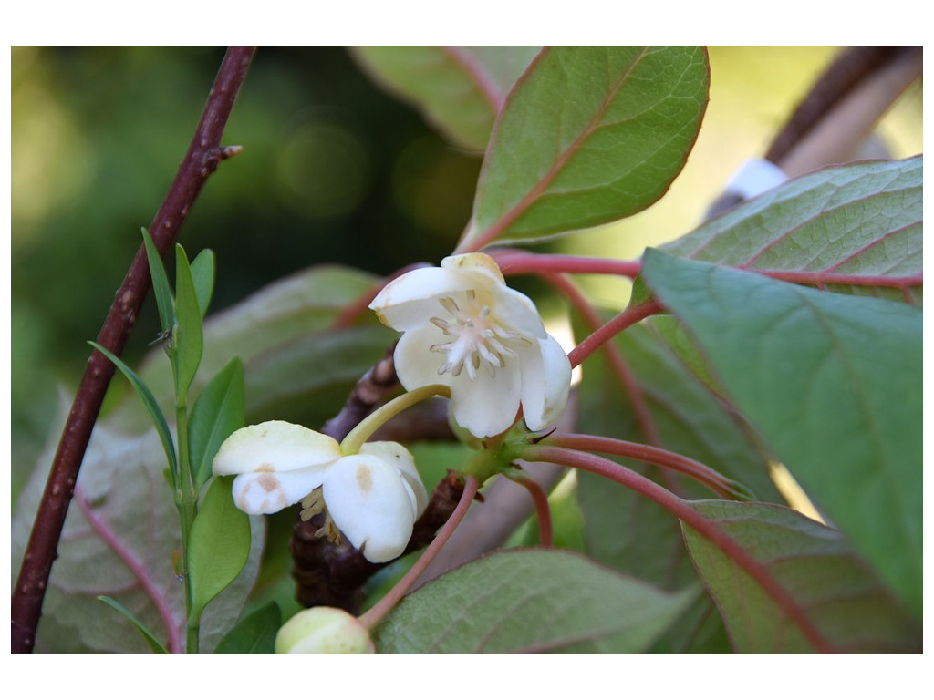 SCHISANDRA GRANDIFLORA