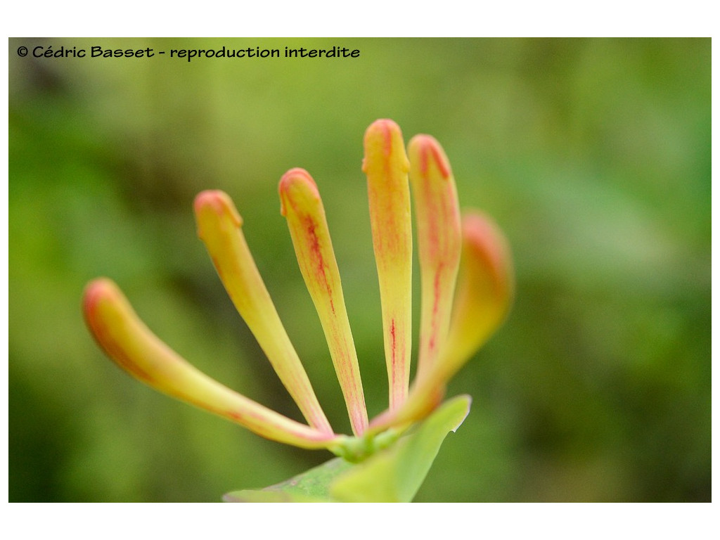 LONICERA x TELLMANNIANA