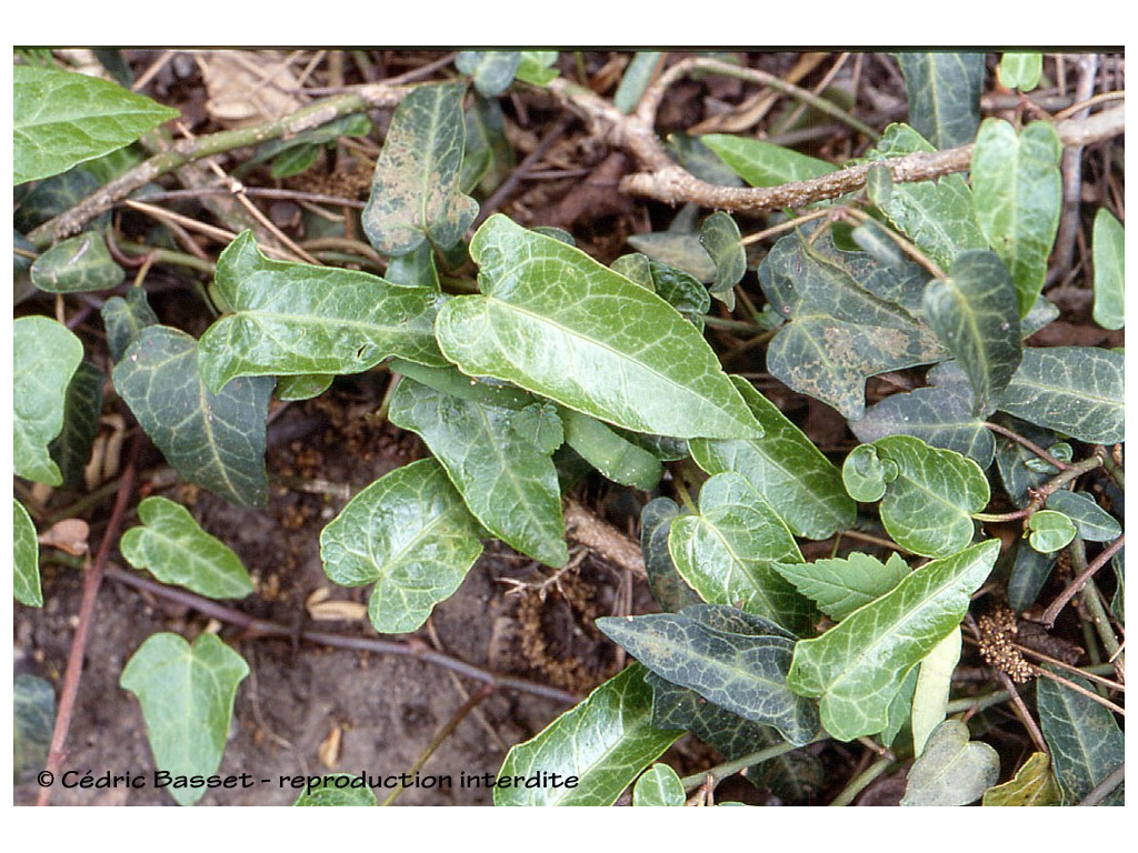 HEDERA PASTUCHOVII 'ANN ALA'