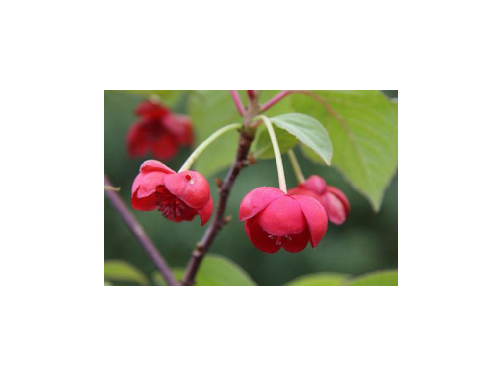 SCHISANDRA RUBRIFLORA x GRANDIFLORA