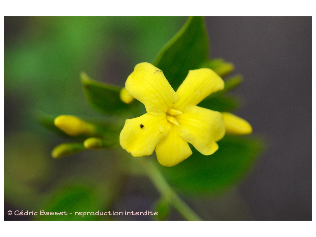 JASMINUM ODORATISSIMUM JASMINUM ODORATISSIMUM