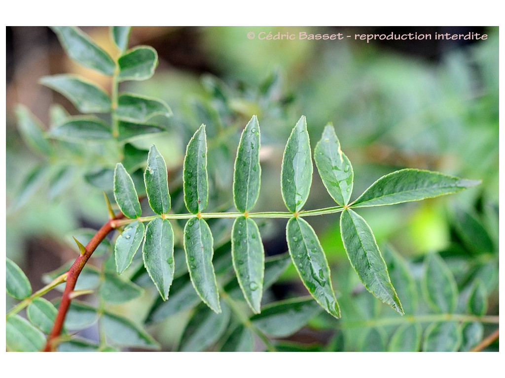 ZANTHOXYLUM GIRALDII