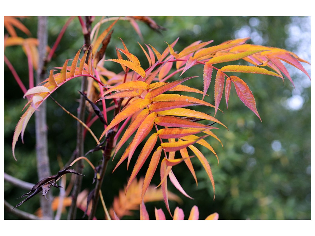 SORBUS 'DODONG'