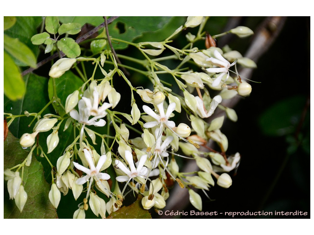 CLERODENDRON TRICHOTOMUM 'SHIRO'