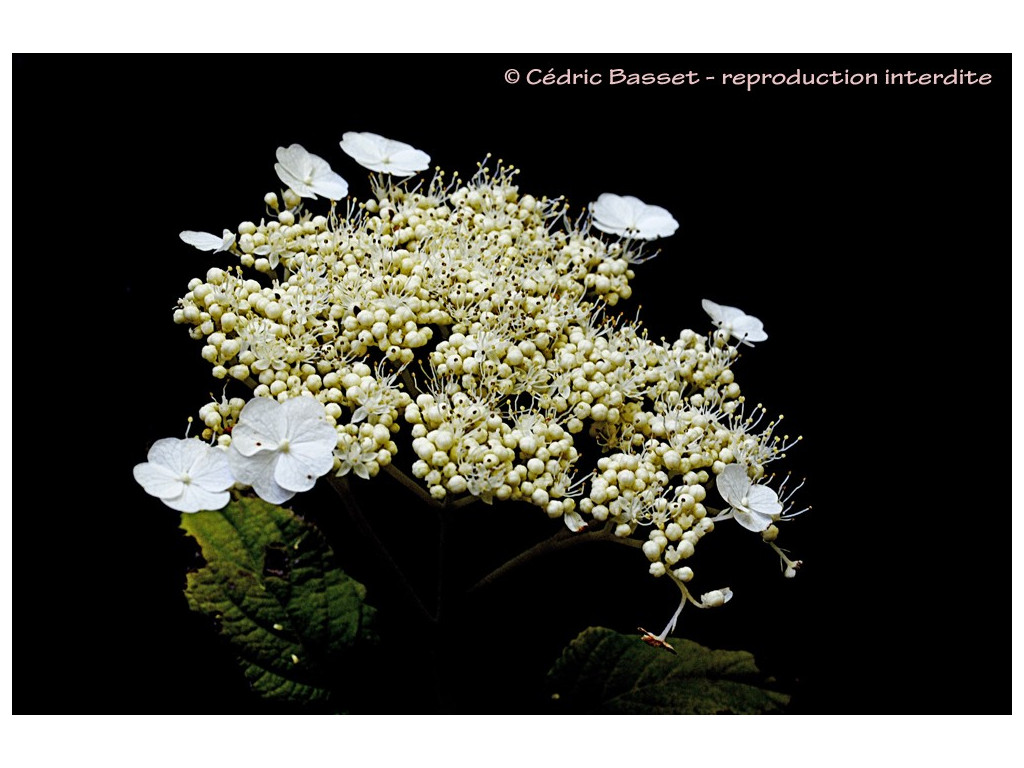 HYDRANGEA LONGIPES