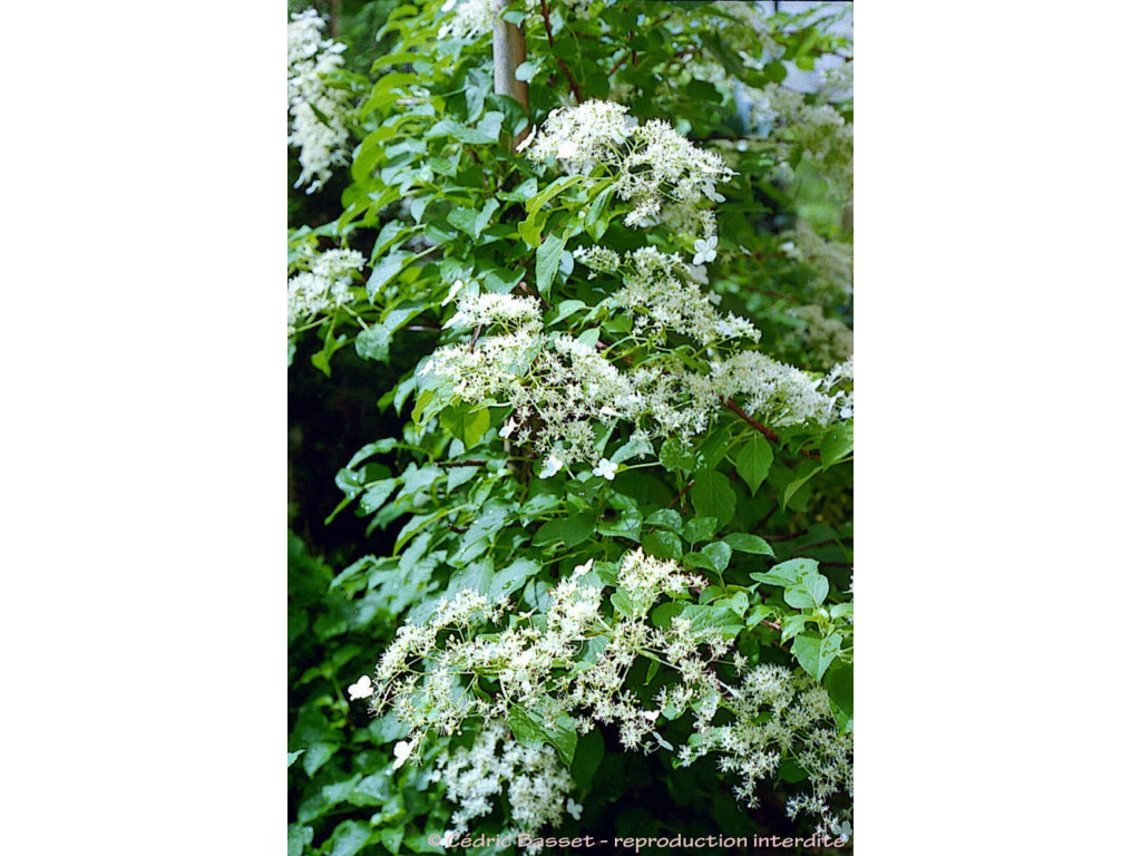 HYDRANGEA PETIOLARIS 'FLYING SAUCER'