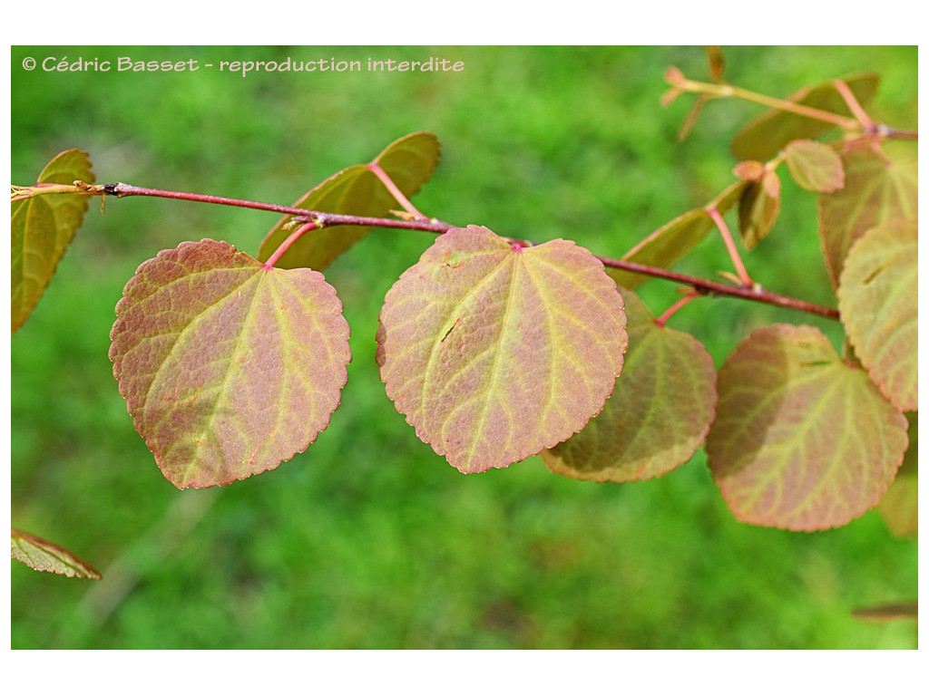 CERCIDIPHYLLUM JAPONICUM 'STRAWBERRY' CERCIDIPHYLLUM JAPONICUM 'STRAWBERRY'