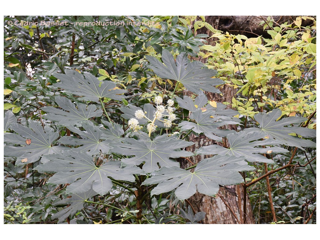 FATSIA JAPONICA