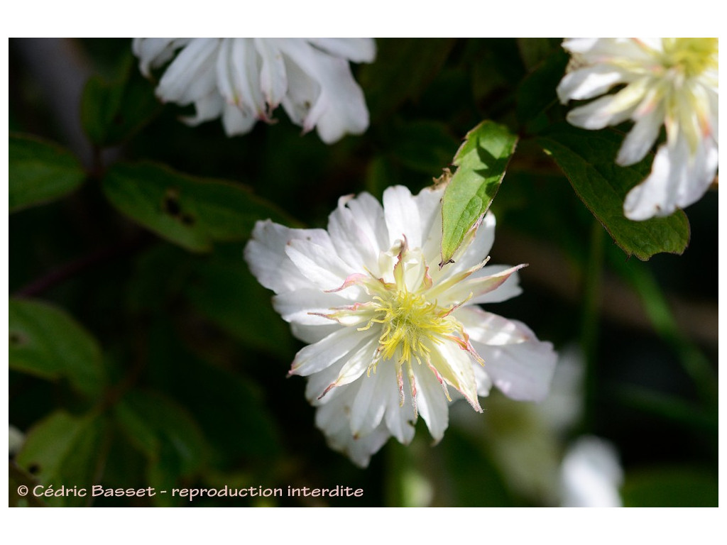 CLEMATIS MONTANA 'JENNY KEAY'