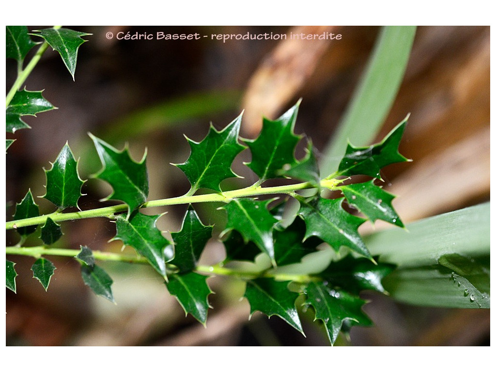 ILEX DIMORPHOPHYLLA