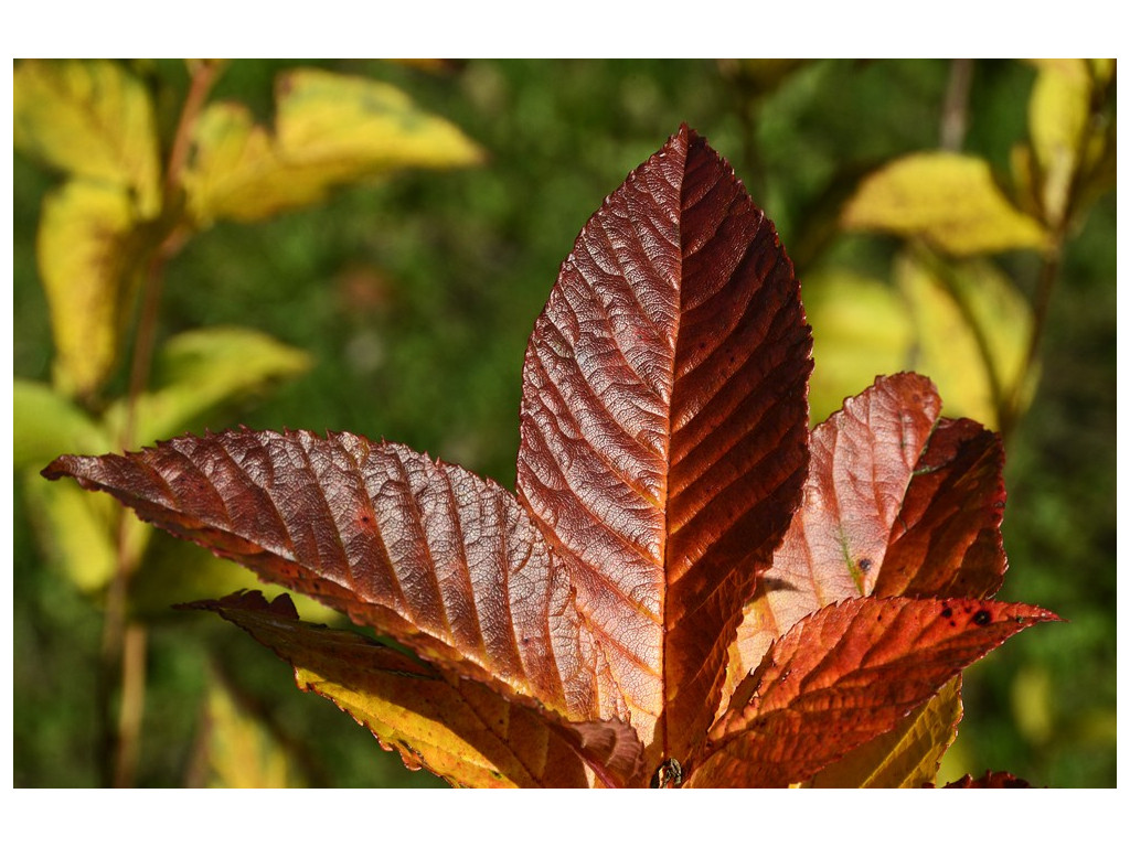 SORBUS KEISSLERI SORBUS KEISSLERI