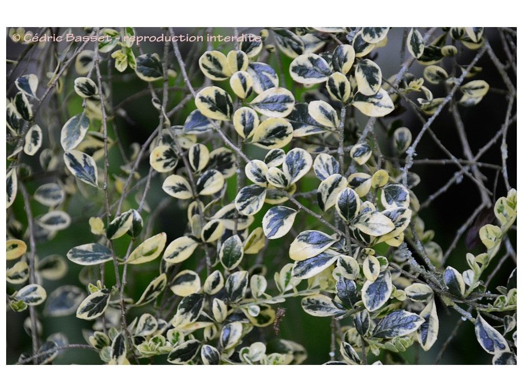 AZARA MICROPHYLLA 'VARIEGATA'