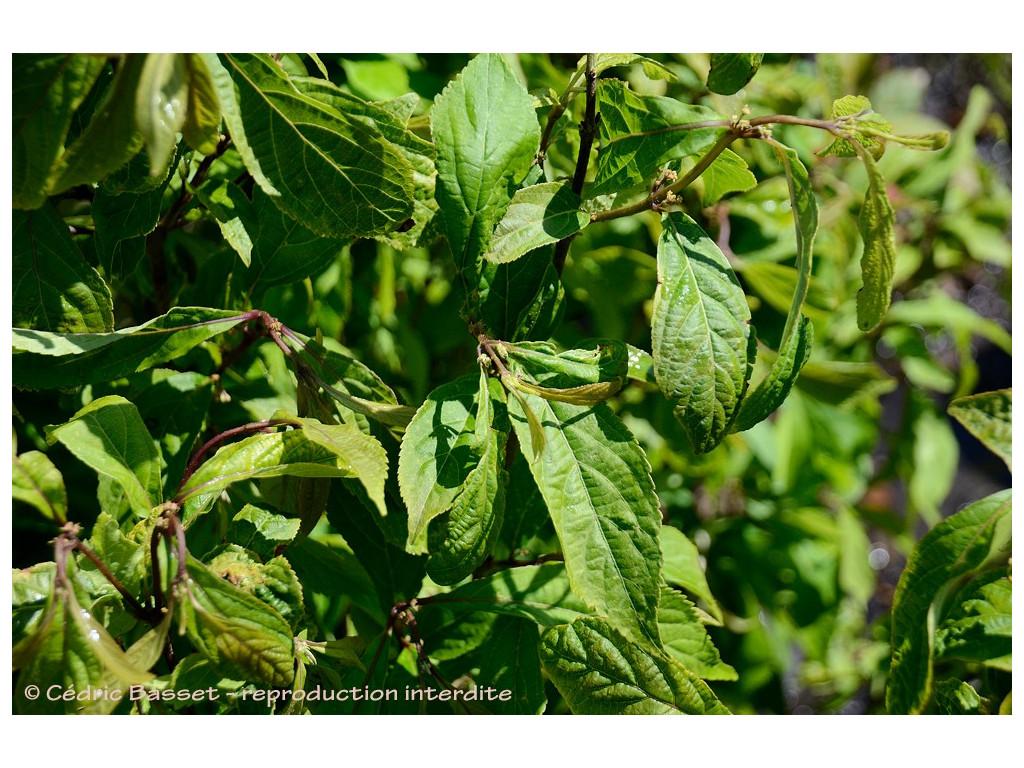 CALLICARPA sp. Chine, Yunnan