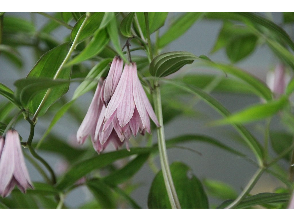 DISPORUM CANTONIENSE 'BLUEBERRY BERE'