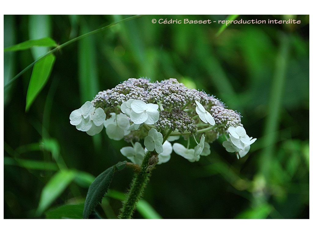 HYDRANGEA SARGENTIANA