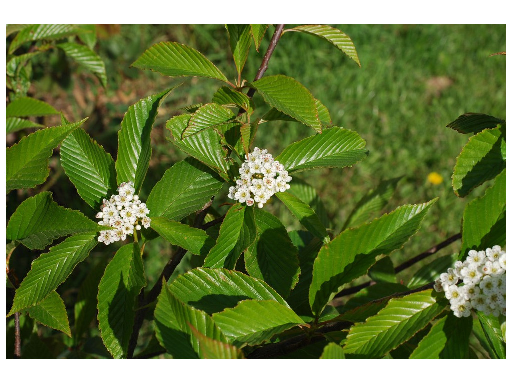 SORBUS MELIOSMIFOLIA