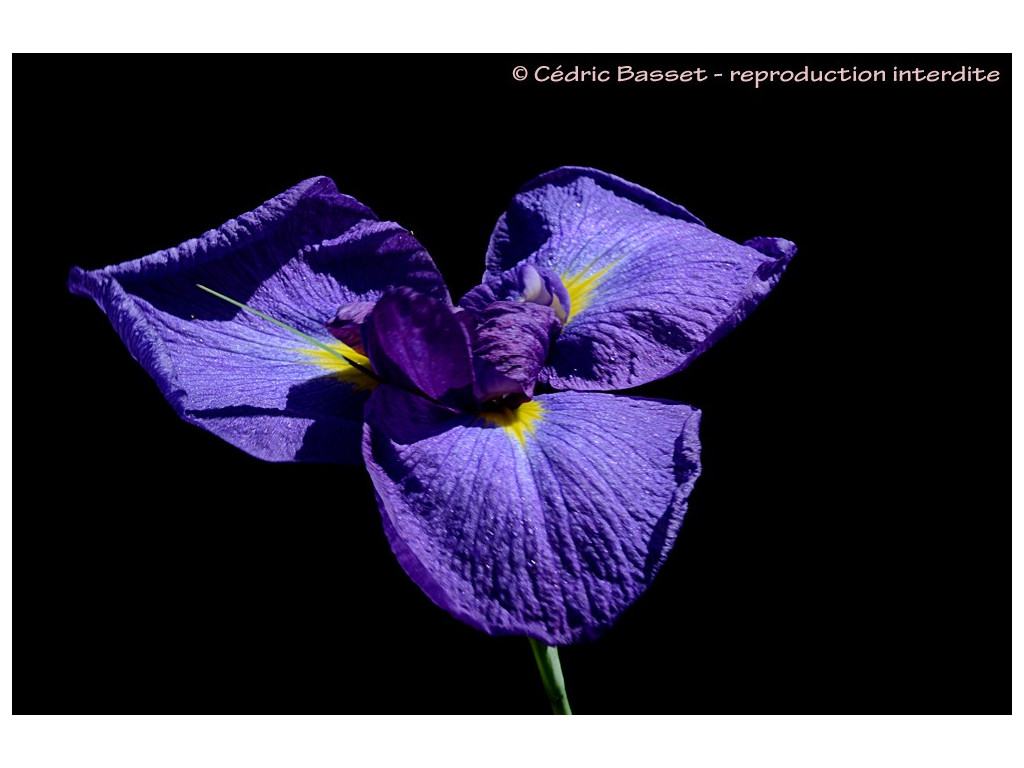 IRIS ENSATA 'GEISHA ISHKIKI'