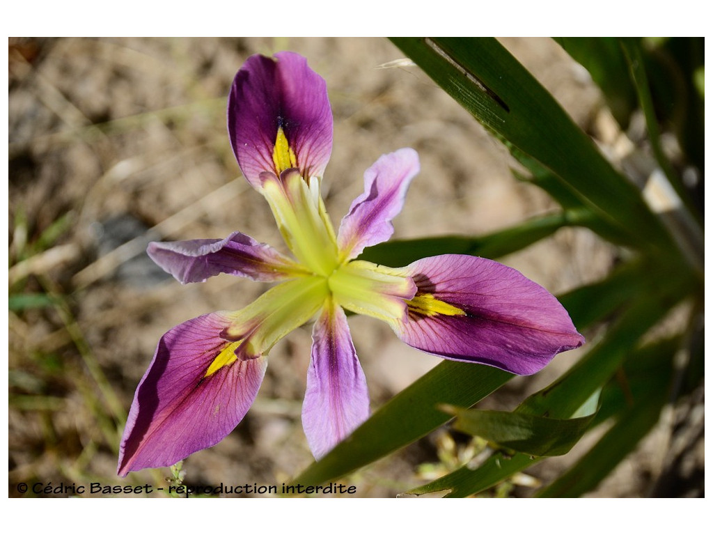 IRIS HEXAGONA