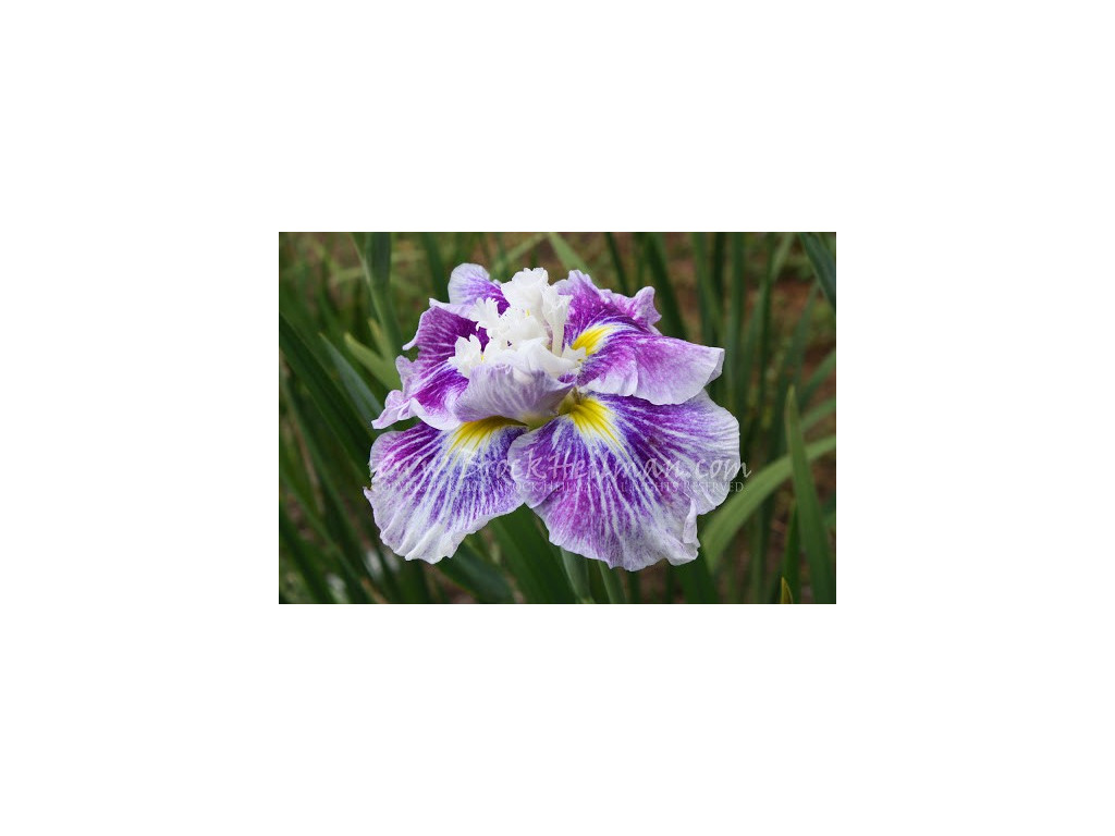 IRIS ENSATA 'ANGEL MOUNTAINS' IRIS ENSATA 'ANGEL MOUNTAINS'