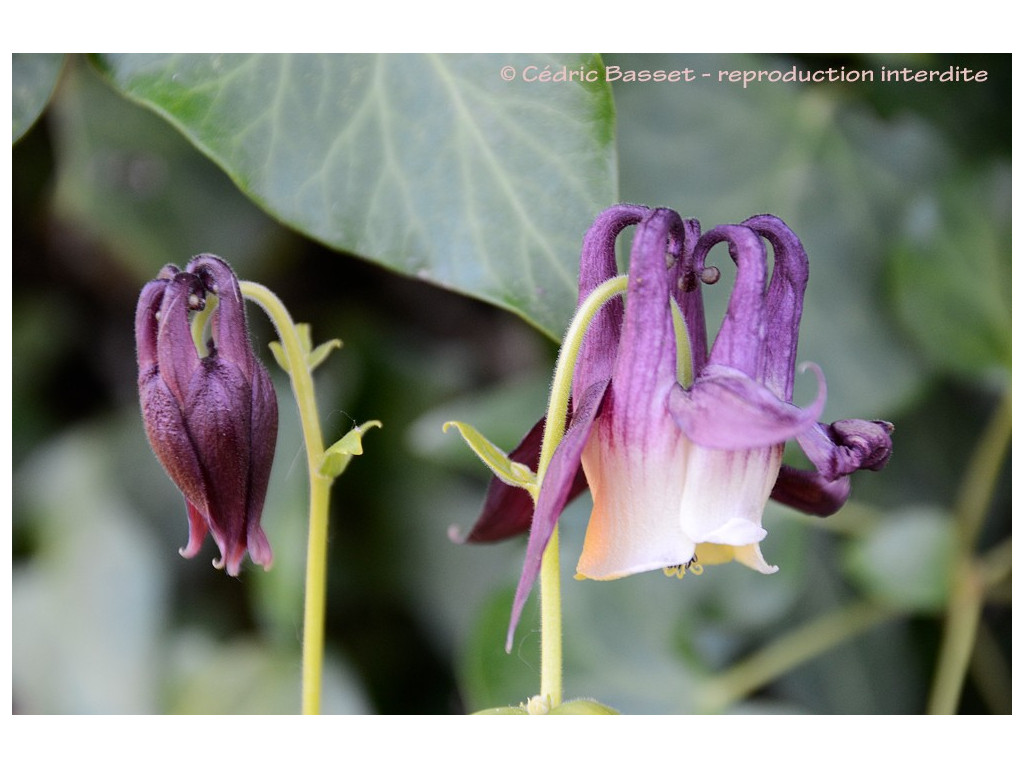 AQUILEGIA PARVIFLORA