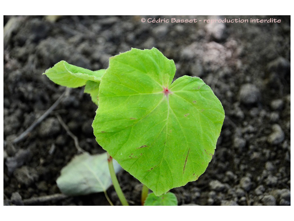 BEGONIA GRANDIS 'SUBLIME'