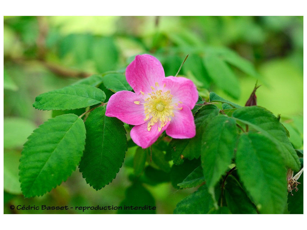 ROSA sp. US5202