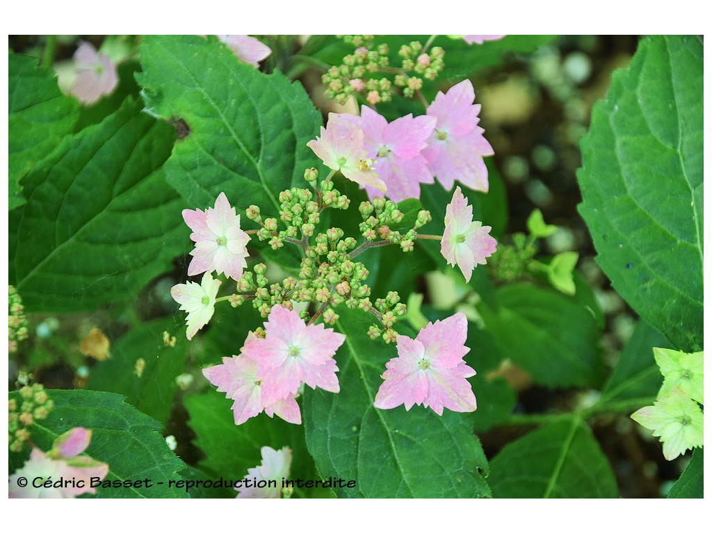 HYDRANGEA SERRATA 'IYO NO JUJISEI'