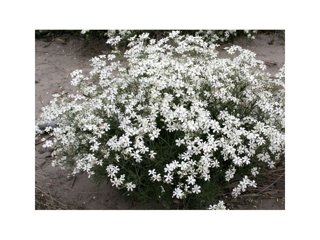 CLEMATIS HEXAPETALA