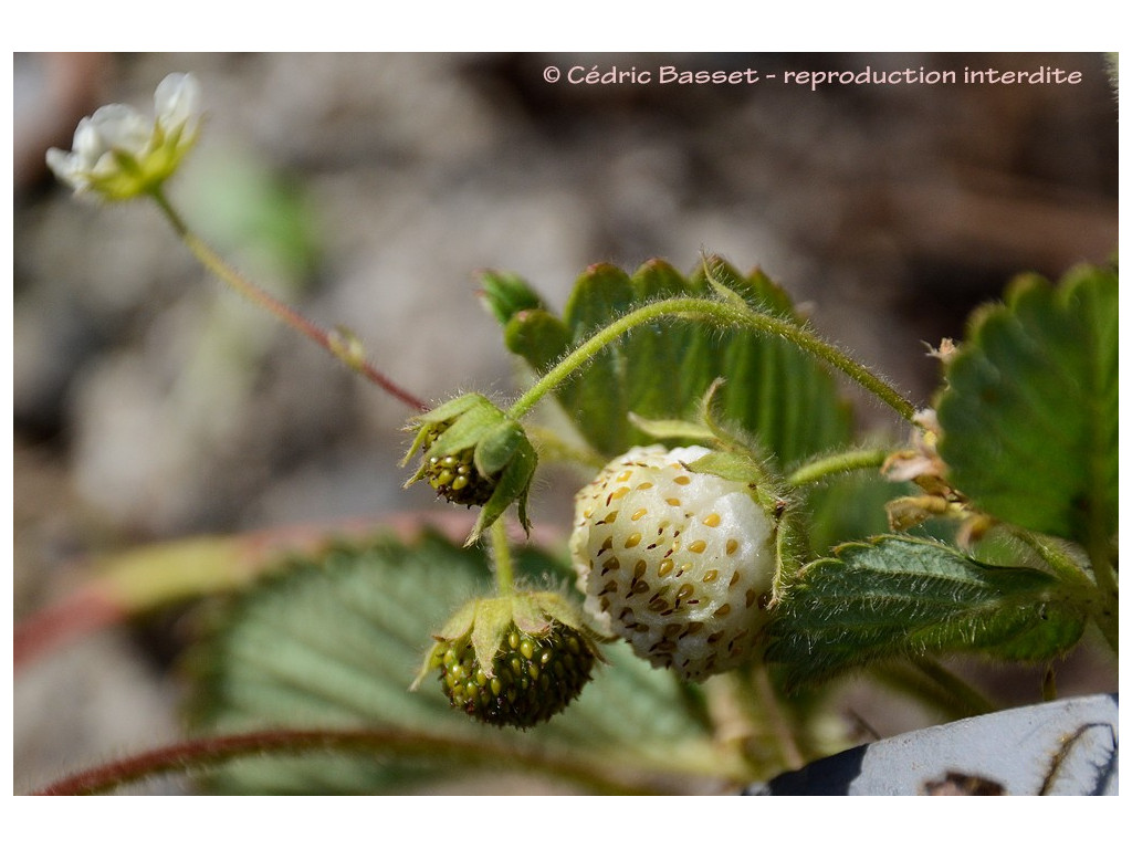 FRAGARIA NILGERRENSIS CH5697