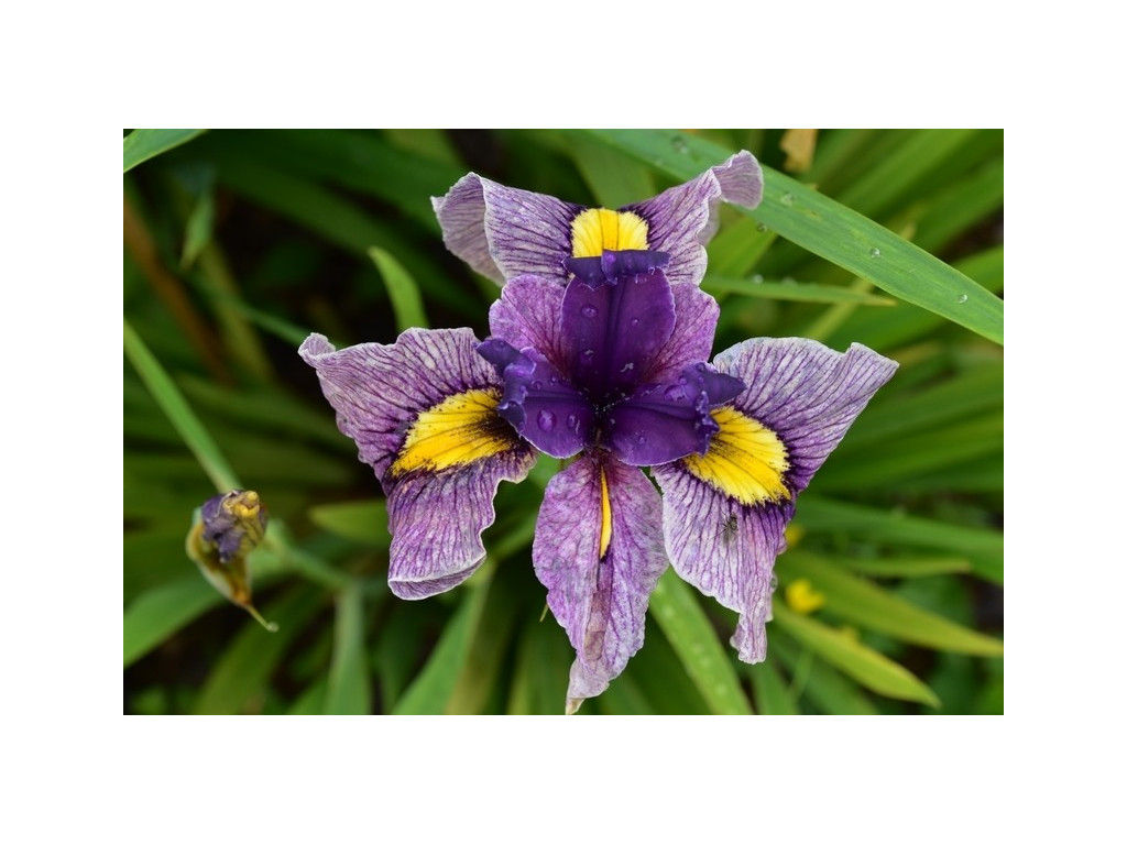 IRIS x PSEUDATA 'YOTSUGI'