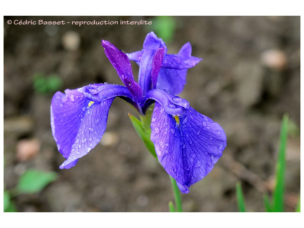 IRIS ENSATA 'NAGAI SEIRYU'