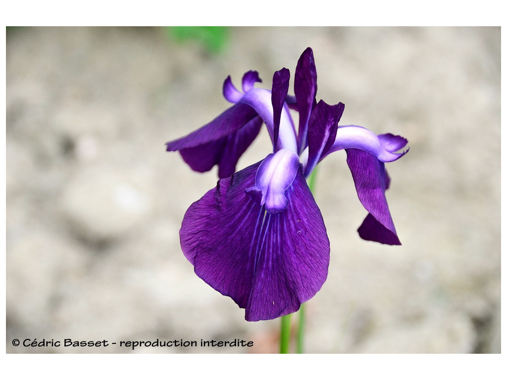 IRIS ENSATA 'NAGAI BENISUZUME'