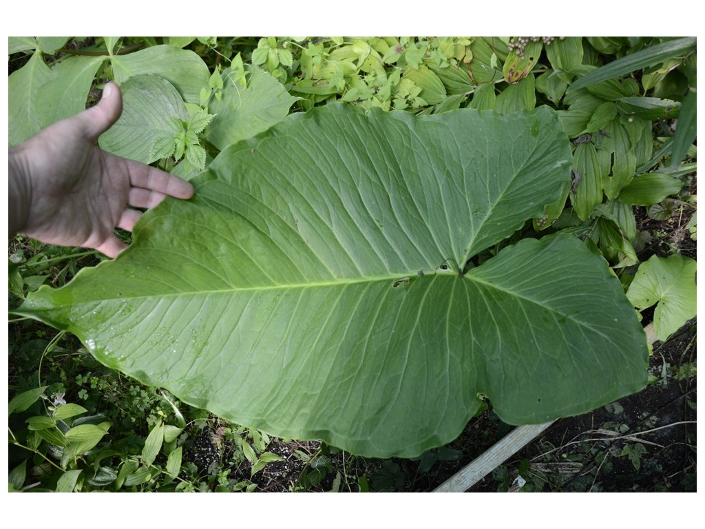 TYPHONIUM GIGANTEUM TYPHONIUM GIGANTEUM