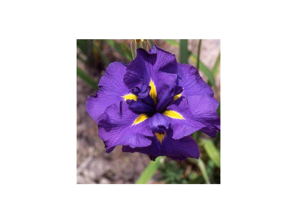 copy of IRIS ENSATA 'HIMATSURI'