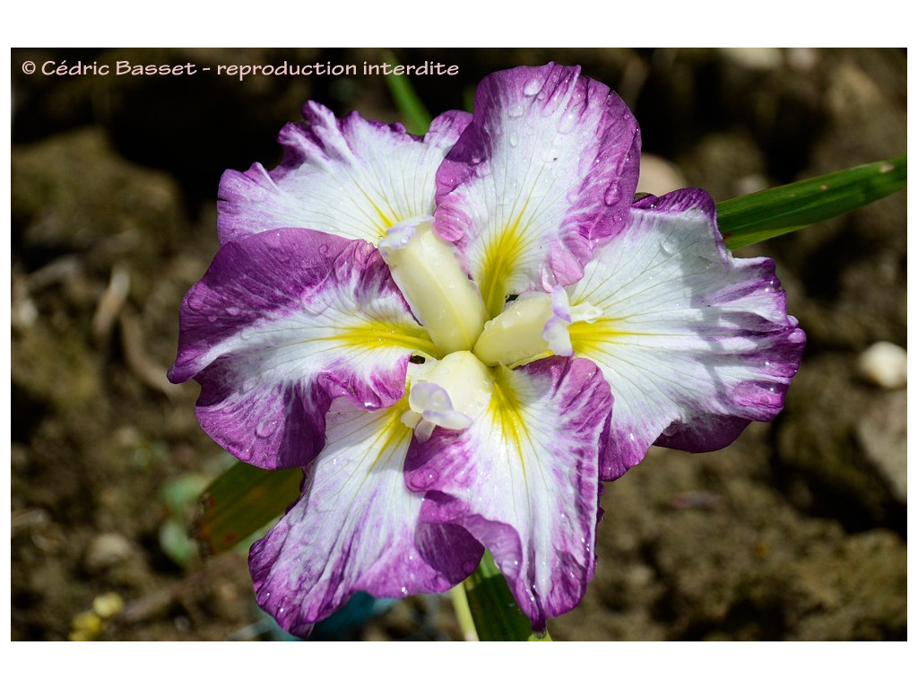 IRIS ENSATA 'PERSEPHONE'