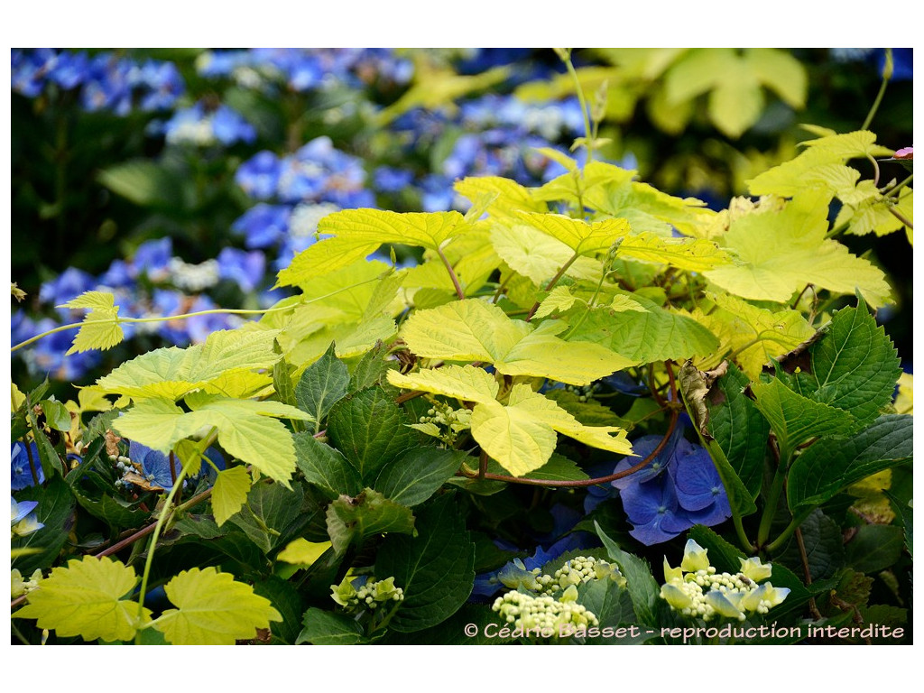 HUMULUS LUPULUS 'AUREUS'