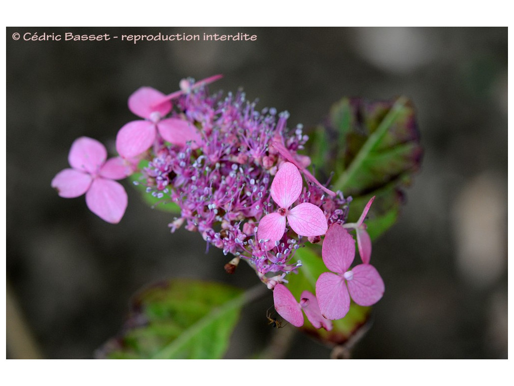 HYDRANGEA SERRATA 'BENI FUSHA'